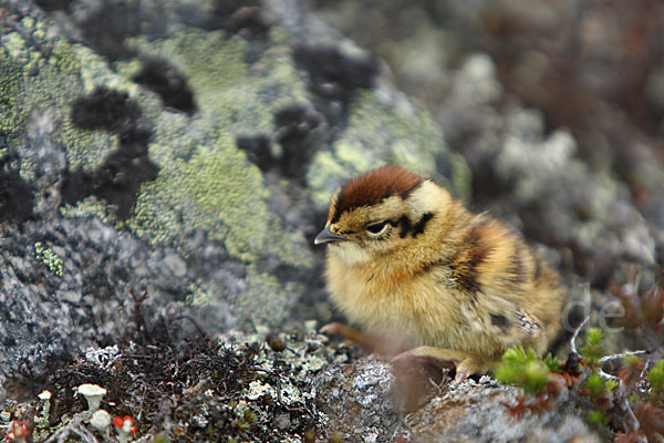 Alpenschneehuhn (Lagopus mutus)