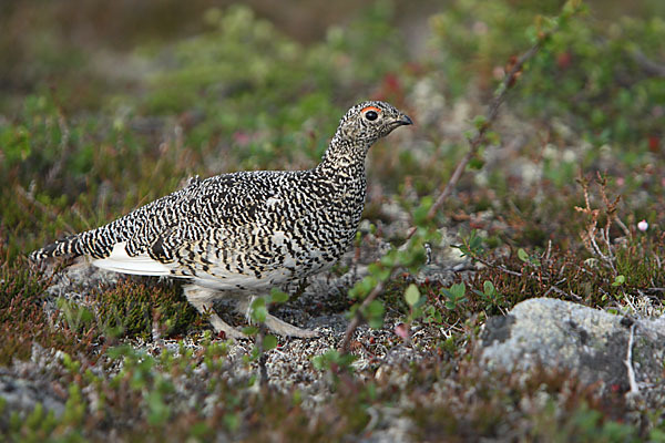 Alpenschneehuhn (Lagopus mutus)