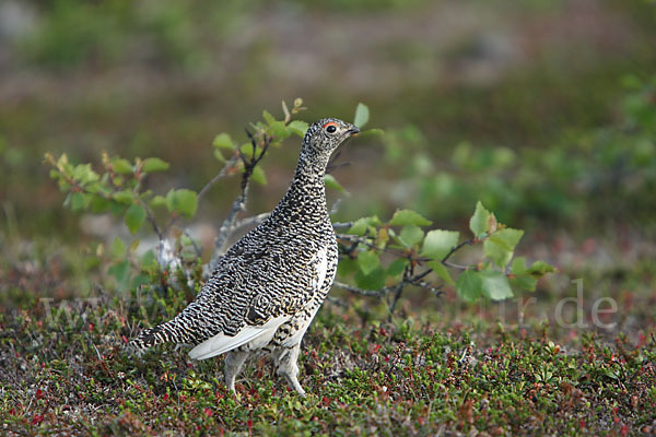 Alpenschneehuhn (Lagopus mutus)