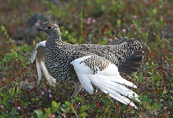 Alpenschneehuhn (Lagopus mutus)