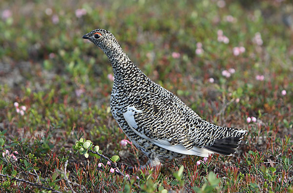 Alpenschneehuhn (Lagopus mutus)