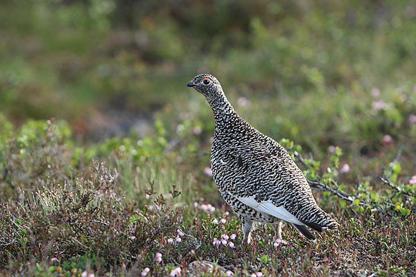 Alpenschneehuhn (Lagopus mutus)