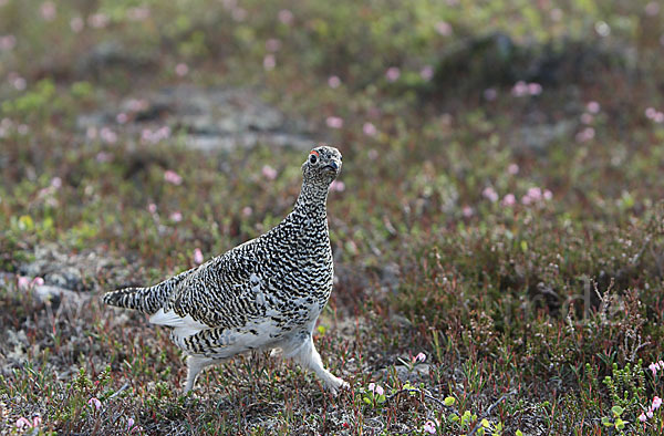 Alpenschneehuhn (Lagopus mutus)