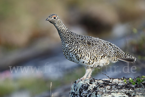 Alpenschneehuhn (Lagopus mutus)