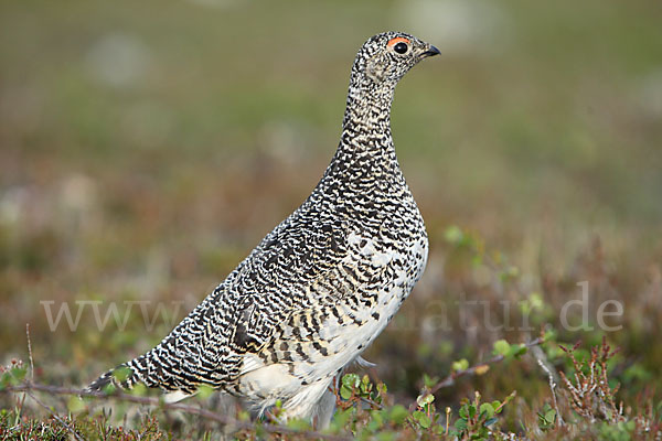 Alpenschneehuhn (Lagopus mutus)