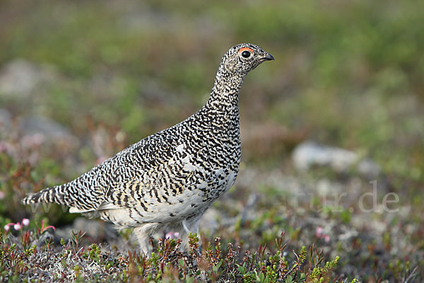 Alpenschneehuhn (Lagopus mutus)