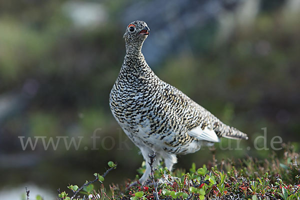 Alpenschneehuhn (Lagopus mutus)