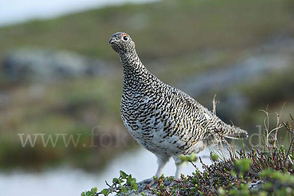 Alpenschneehuhn (Lagopus mutus)