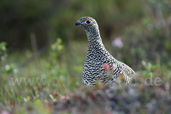 Alpenschneehuhn (Lagopus mutus)