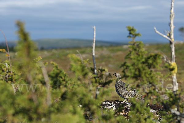 Alpenschneehuhn (Lagopus mutus)