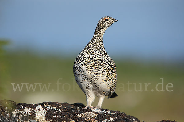 Alpenschneehuhn (Lagopus mutus)