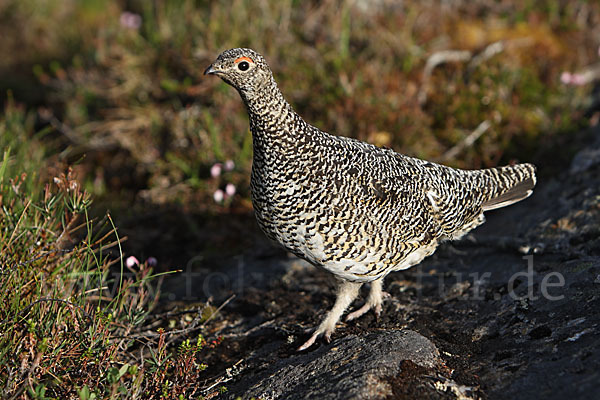 Alpenschneehuhn (Lagopus mutus)