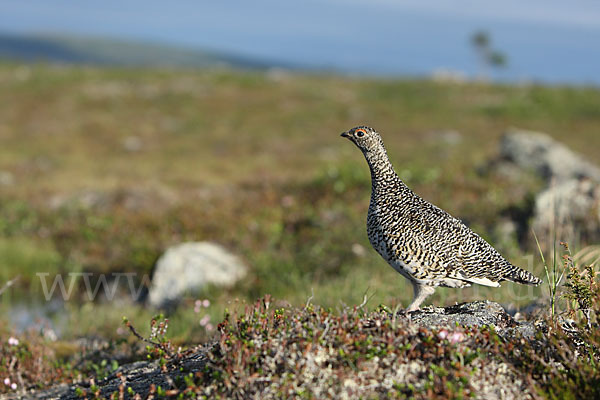 Alpenschneehuhn (Lagopus mutus)