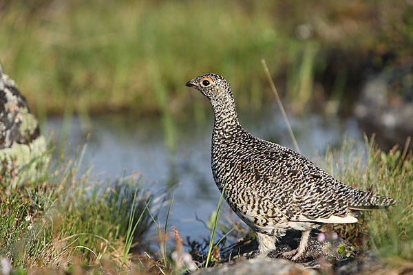 Alpenschneehuhn (Lagopus mutus)