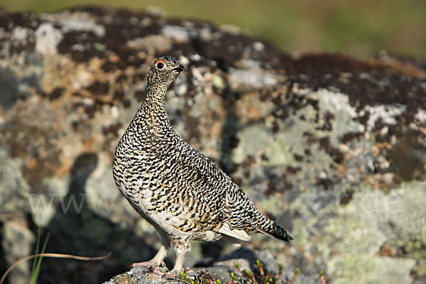 Alpenschneehuhn (Lagopus mutus)