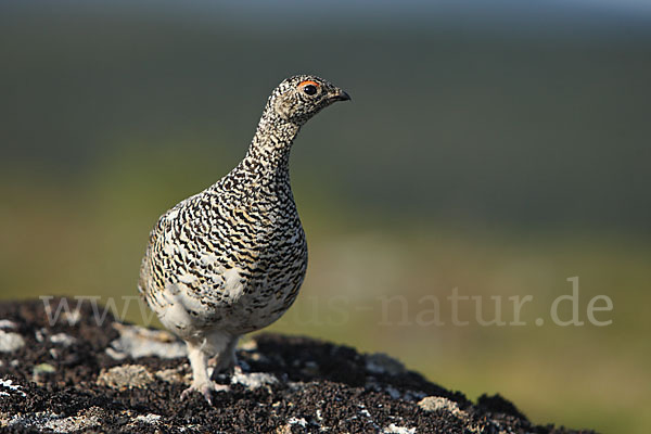 Alpenschneehuhn (Lagopus mutus)