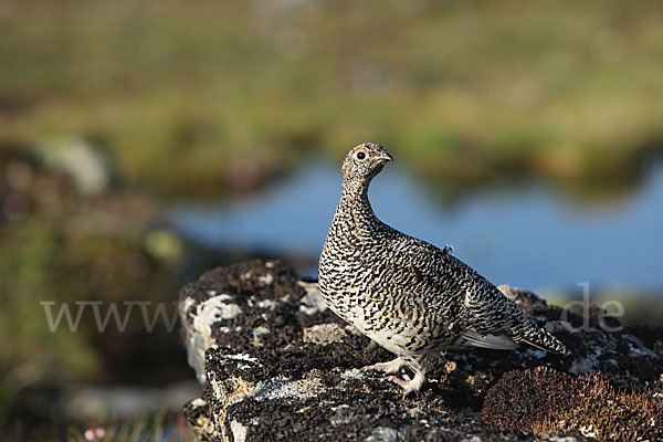 Alpenschneehuhn (Lagopus mutus)