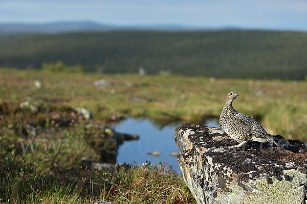 Alpenschneehuhn (Lagopus mutus)