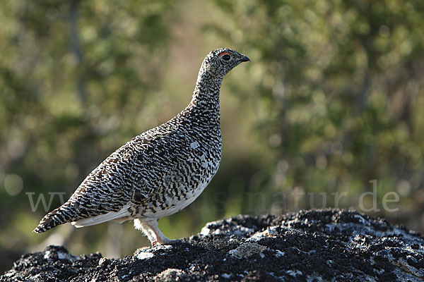 Alpenschneehuhn (Lagopus mutus)