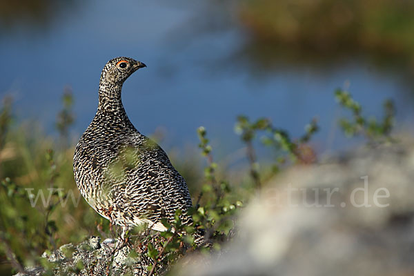 Alpenschneehuhn (Lagopus mutus)