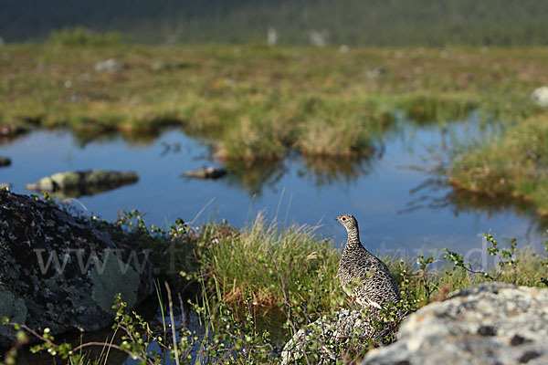 Alpenschneehuhn (Lagopus mutus)