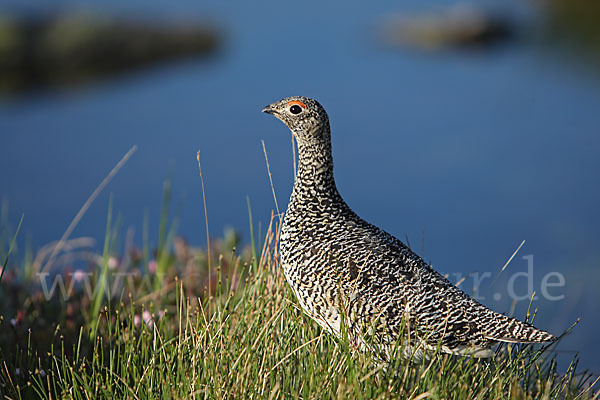 Alpenschneehuhn (Lagopus mutus)