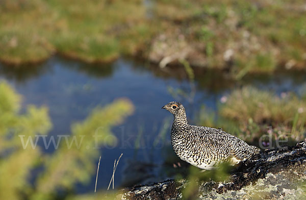 Alpenschneehuhn (Lagopus mutus)