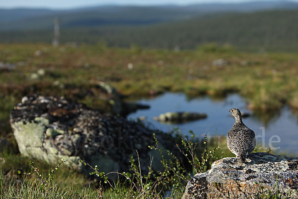 Alpenschneehuhn (Lagopus mutus)