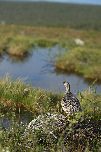 Alpenschneehuhn (Lagopus mutus)