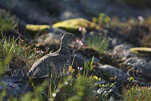 Alpenschneehuhn (Lagopus mutus)