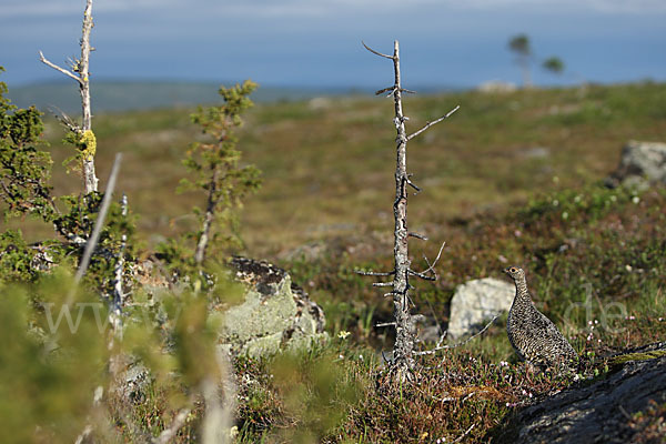 Alpenschneehuhn (Lagopus mutus)