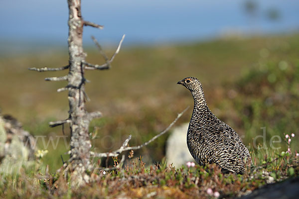 Alpenschneehuhn (Lagopus mutus)