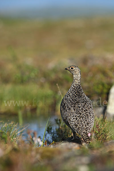 Alpenschneehuhn (Lagopus mutus)