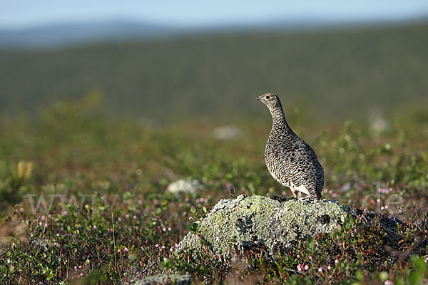 Alpenschneehuhn (Lagopus mutus)