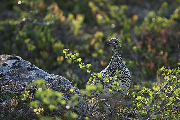 Alpenschneehuhn (Lagopus mutus)