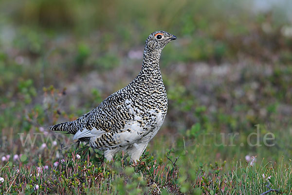 Alpenschneehuhn (Lagopus mutus)