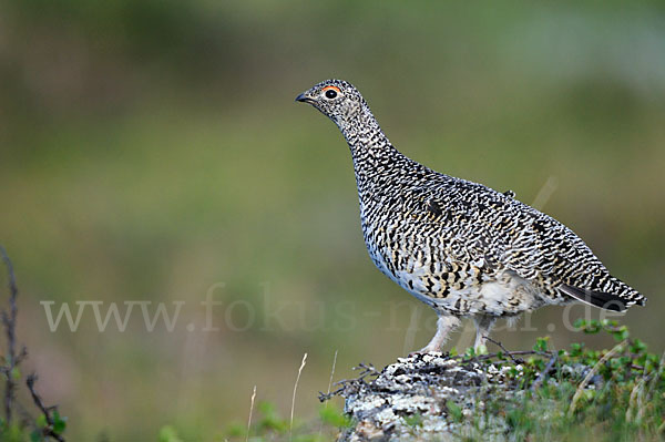 Alpenschneehuhn (Lagopus mutus)