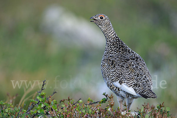 Alpenschneehuhn (Lagopus mutus)