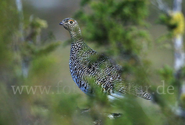 Alpenschneehuhn (Lagopus mutus)