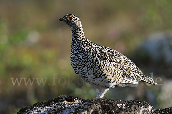 Alpenschneehuhn (Lagopus mutus)