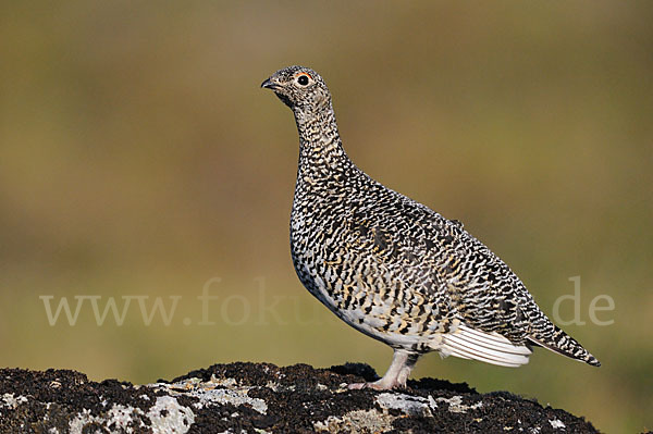 Alpenschneehuhn (Lagopus mutus)