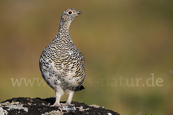 Alpenschneehuhn (Lagopus mutus)