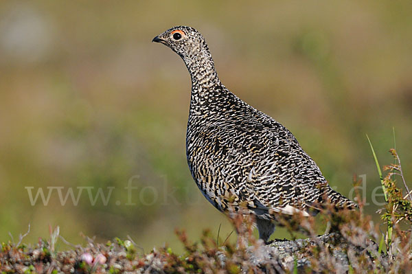 Alpenschneehuhn (Lagopus mutus)