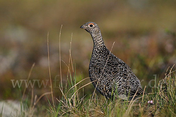 Alpenschneehuhn (Lagopus mutus)