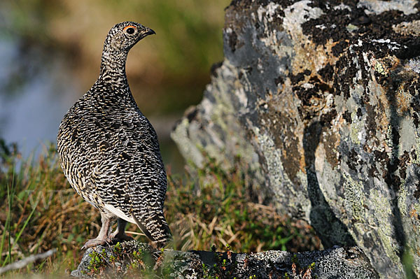 Alpenschneehuhn (Lagopus mutus)