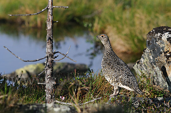 Alpenschneehuhn (Lagopus mutus)