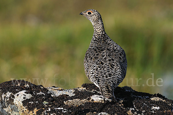 Alpenschneehuhn (Lagopus mutus)