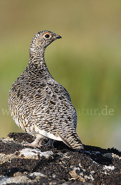 Alpenschneehuhn (Lagopus mutus)