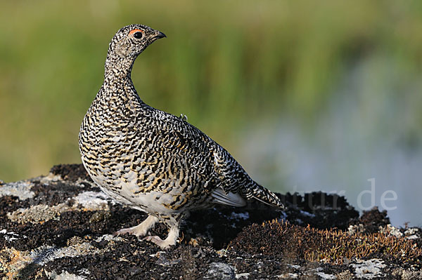 Alpenschneehuhn (Lagopus mutus)