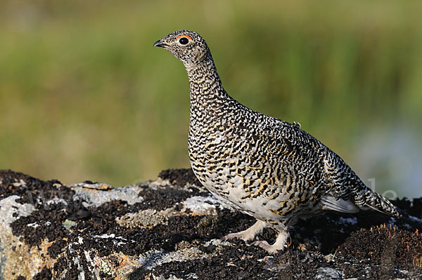 Alpenschneehuhn (Lagopus mutus)